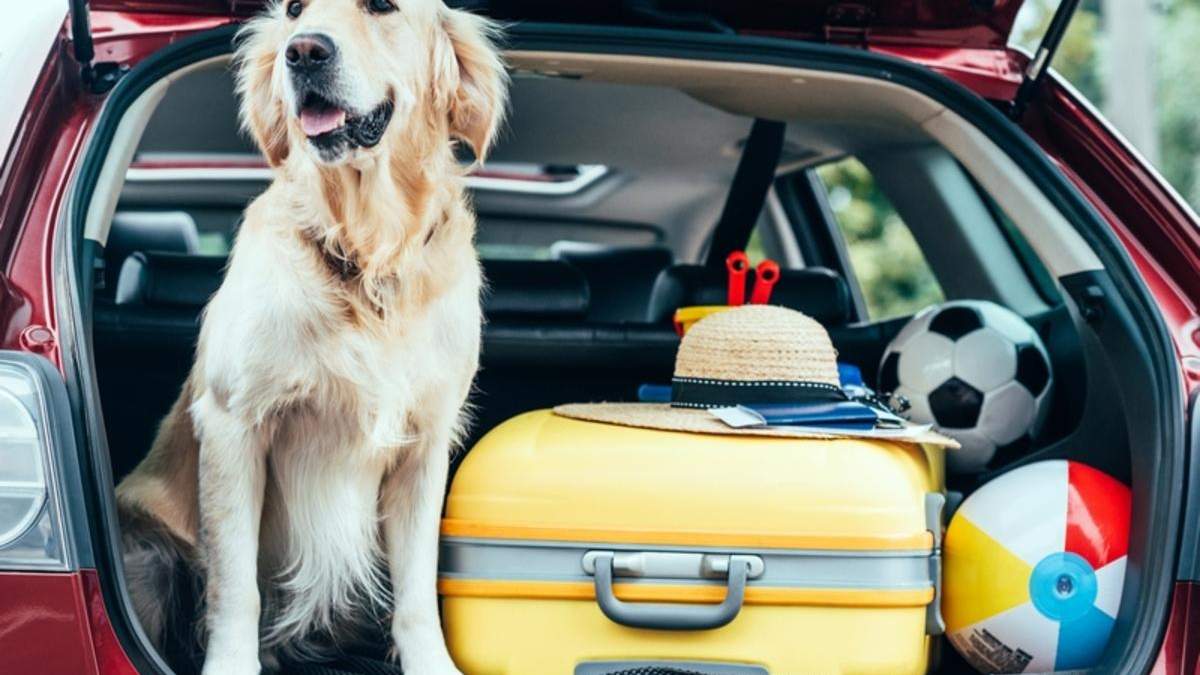 Как путешествовать с животными: правила, которые нужно знать
