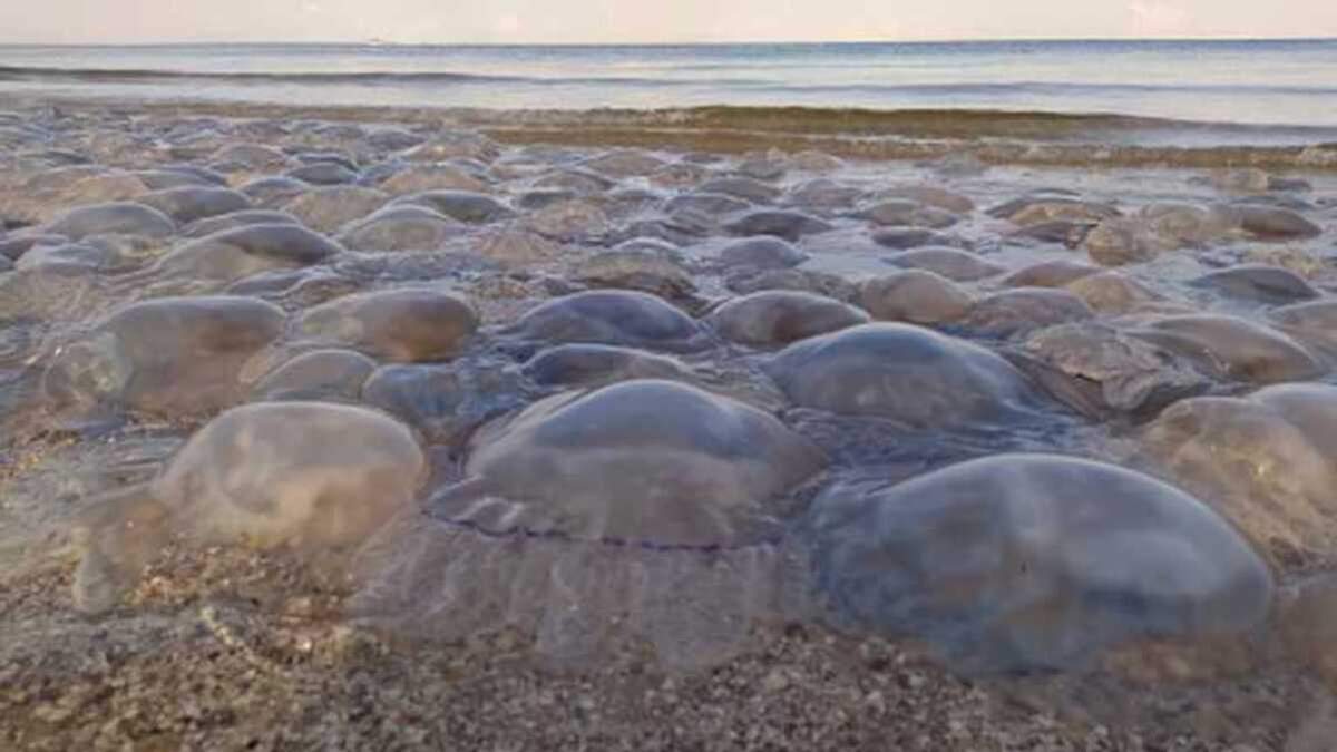 А чего только нет на песке у моря вот красные мокрые медузы