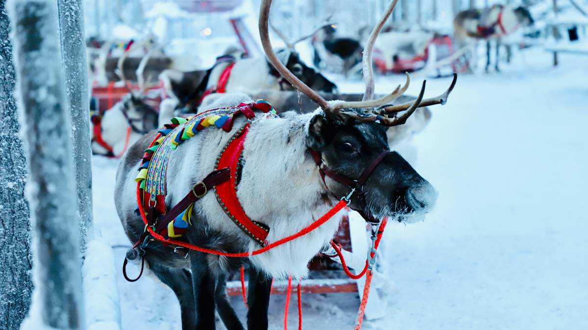 В Лапландию на Новый год: Windrose анонсировала рейсы из Киева - Travel