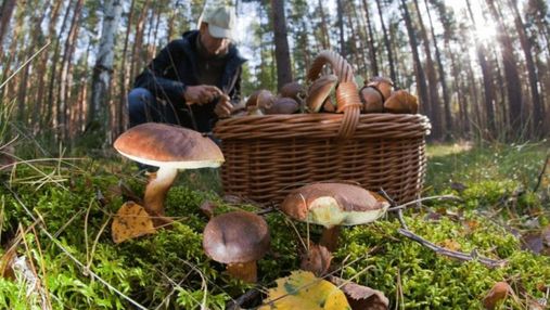 Куда поехать на грибы в Карпаты: лучшие места осеннего сезона 2020
