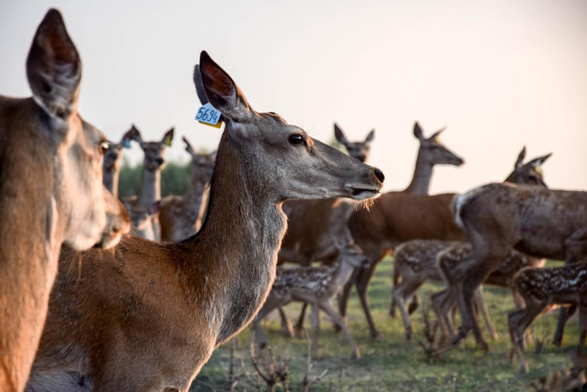 Первая оленья ферма и музей ретротранспорта: чем удивит туристическая Волынь Первая оленья ферма и музей ретротранспорта: чем удивит туристическая Волынь