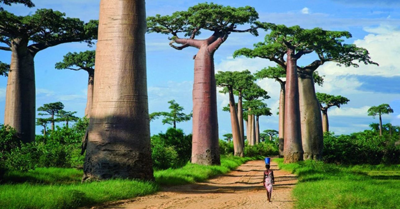 Экзотический Мадагаскар: чем интересен красный остров для туристов