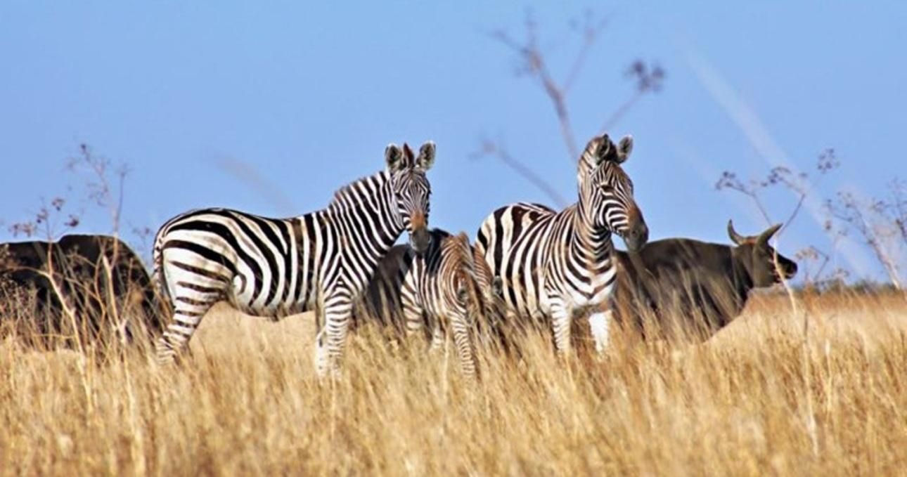 На Херсонщині з'явиться Арабатська савана На Херсонщині з'явиться Арабатська савана