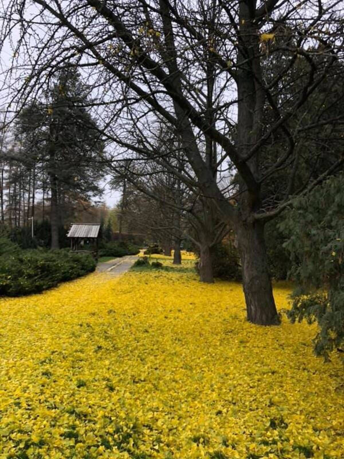 В ботаническом саду Киева прошла "ночь гинкго" В ботаническом саду Киева прошла "ночь гинкго"