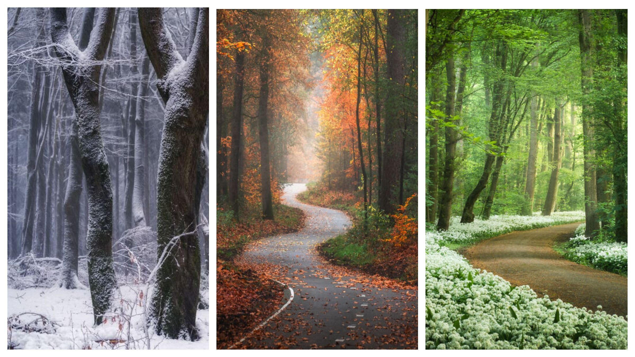 Невідомі Нідерланди: 30 фото лісових пейзажів, які заспокоюють душу Невідомі Нідерланди: 30 фото лісових пейзажів, які заспокоюють душу