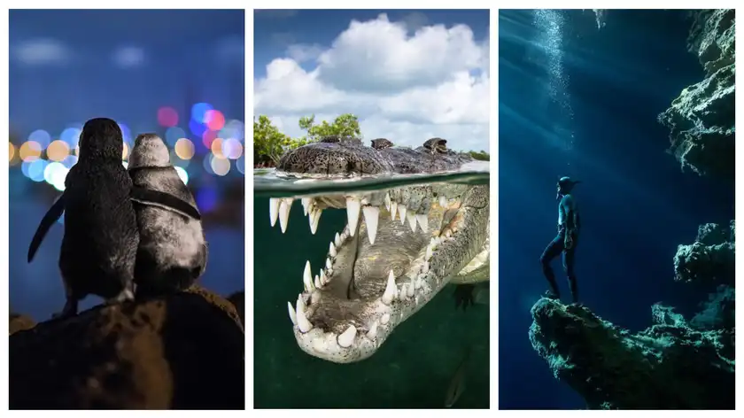 Дивовижне життя Світового океану: 30 найкращих фото 2020 року