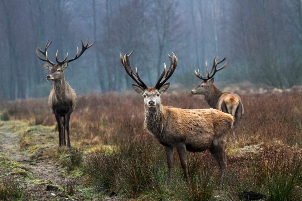 На Чернігівщині створили заповідник для фотополювання На Чернігівщині створили заповідник для фотополювання