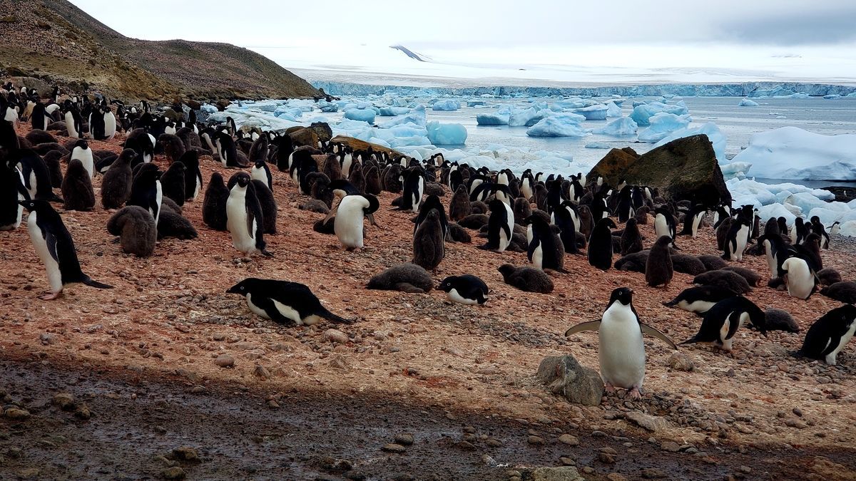 Этих фото вы не увидите больше нигде: кадры из жизни на Антарктиде