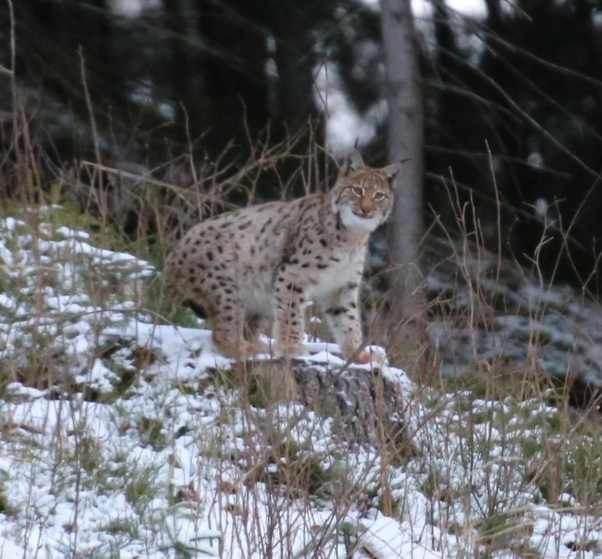 У засніжених Карпатах гуляють рисі У засніжених Карпатах гуляють рисі