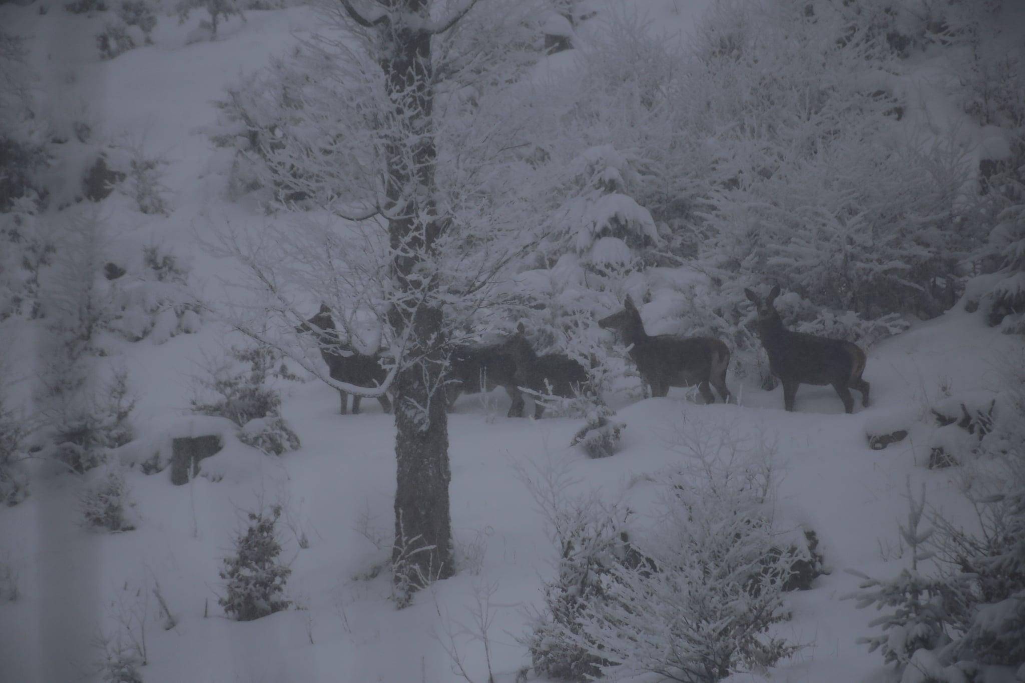 Путешественник в Карпатах поймал на камеру стадо оленей Путешественник в Карпатах поймал на камеру стадо оленей