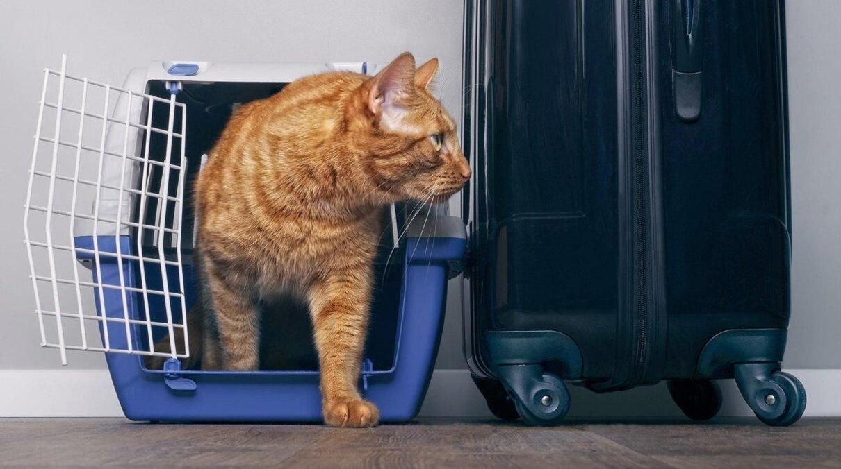 Как путешествовать с котом по Украине Как путешествовать с котом по Украине