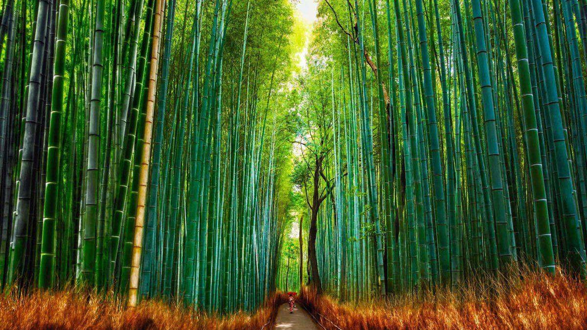 Дивовижні ліси планети, які вразять найзатятішого мандрівника Дивовижні ліси планети, які вразять найзатятішого мандрівника