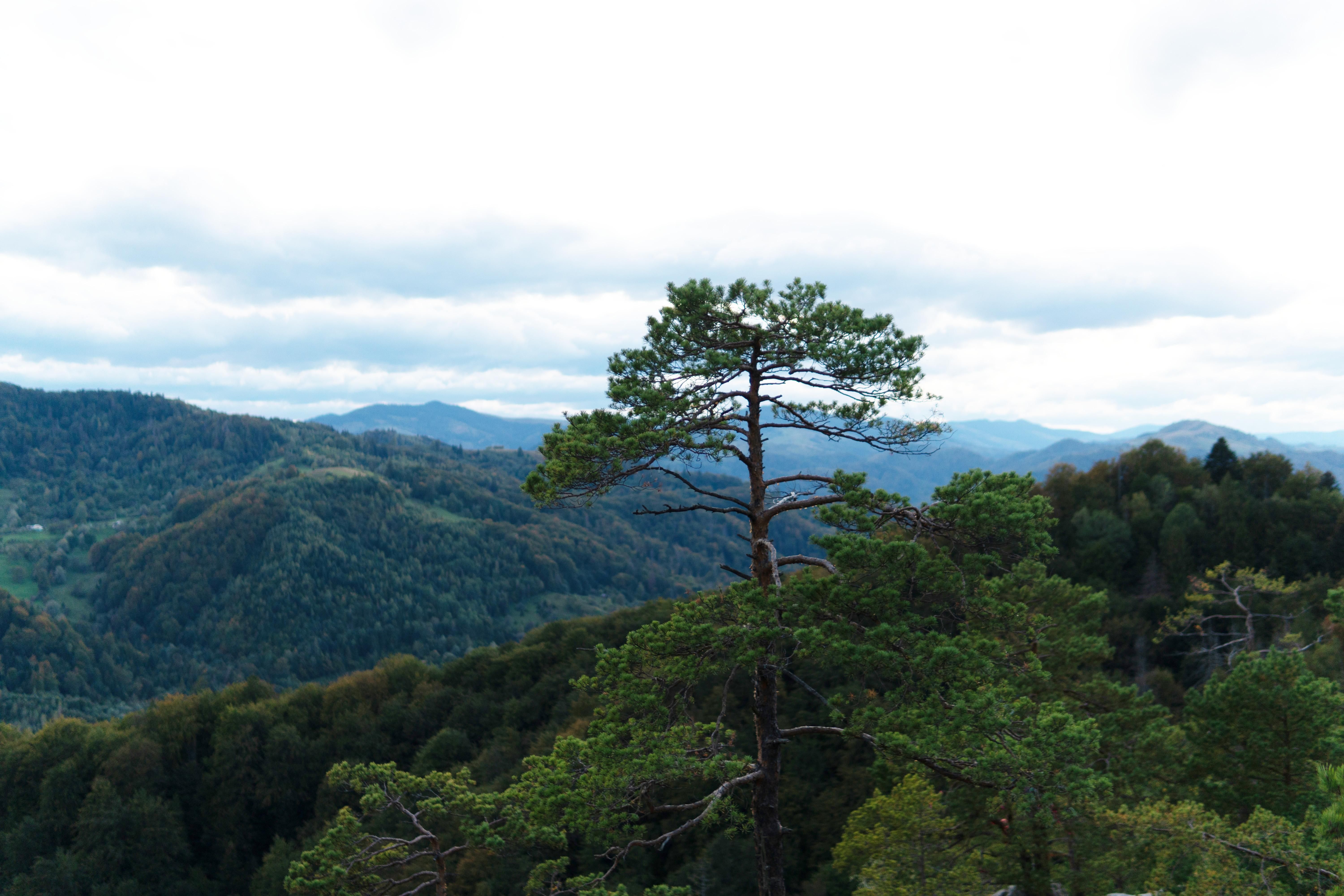 Соколиный Глаз – места спрятанных повстанцами сокровищ Соколиный Глаз – места спрятанных повстанцами сокровищ