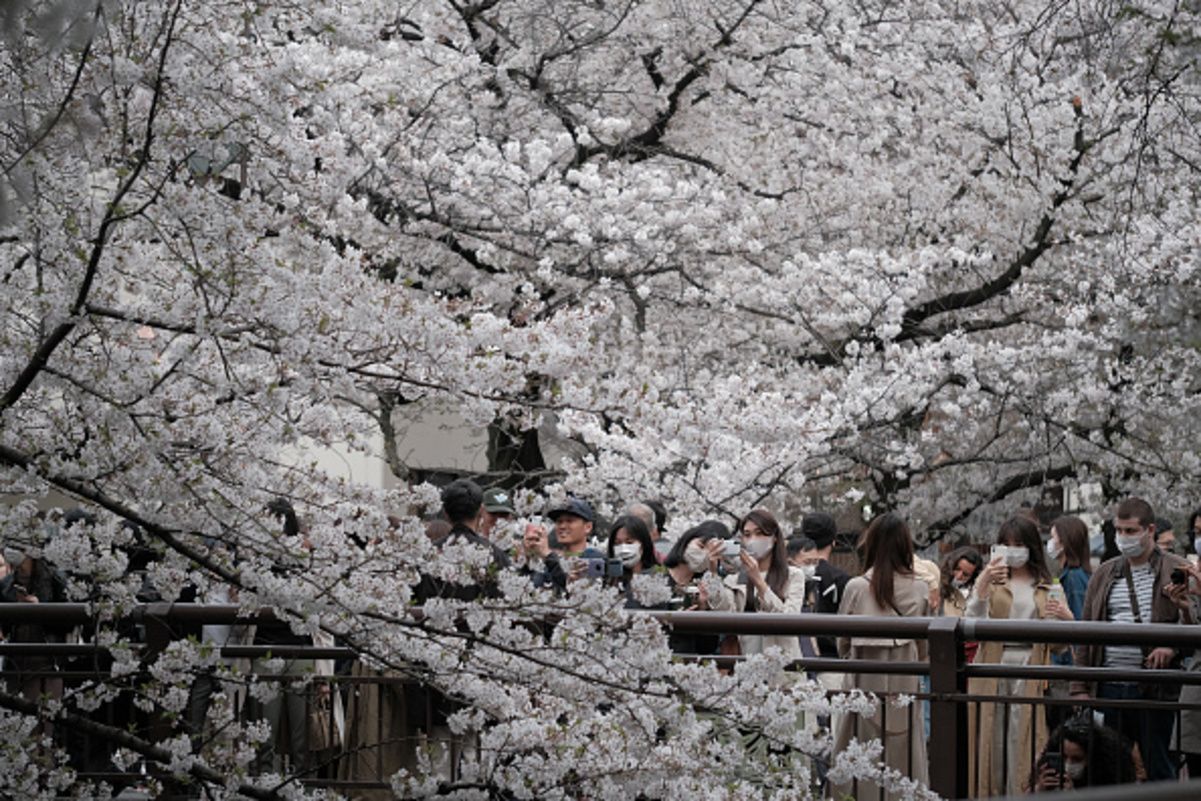 В Японії занадто рано зацвіли сакури В Японії занадто рано зацвіли сакури