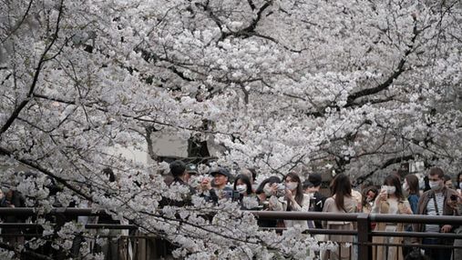 Рекорд за останні 1200 років: в Японії занадто рано зацвіли сакури – мальовничі фото