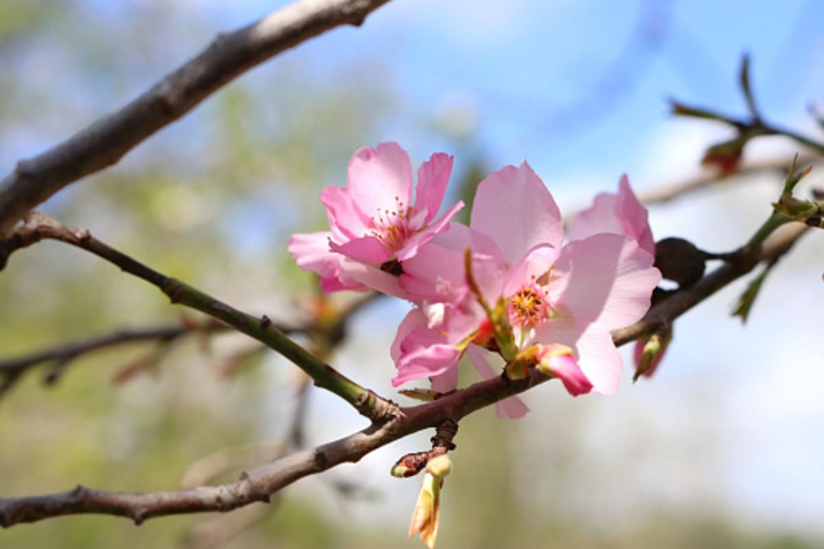 На Закарпатье расцветают первые сакуры На Закарпатье расцветают первые сакуры