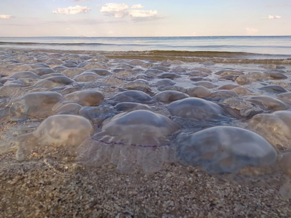 Чи буде знову нашестя медуз у літньому сезоні 2021