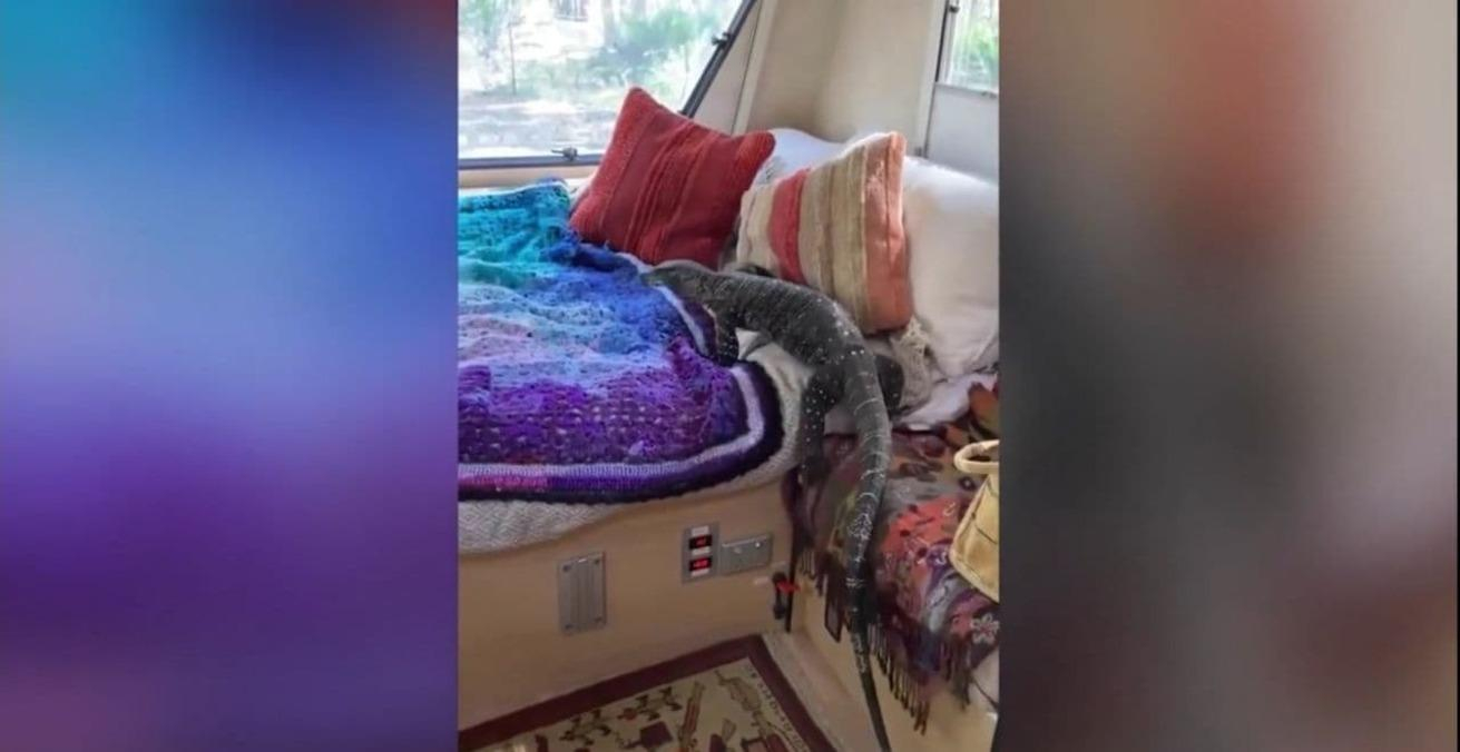 Туристка повернулася з мандрівки і знайшла величезну рептилію у своєму ліжку: відео