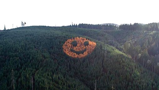 Гігантська усмішка з дерев, яку видно з неба: американські лісники створили смайлик серед лісу
