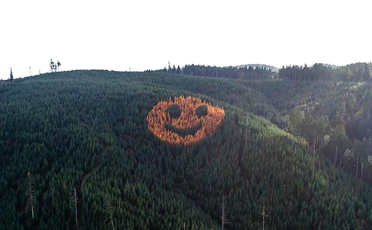 Величезна усмішка з дерев у США