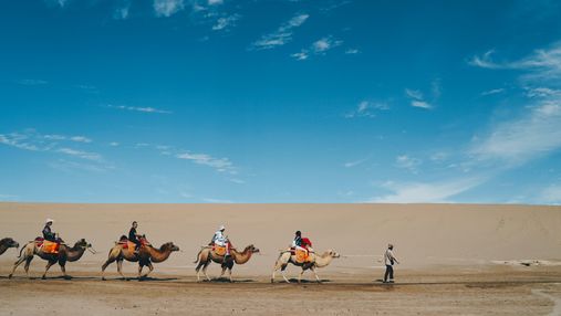 У Китаї поставили  світлофори для верблюдів: як вони працюють