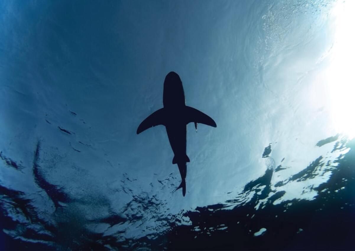 Чи небезпечні акули на Мальдівах