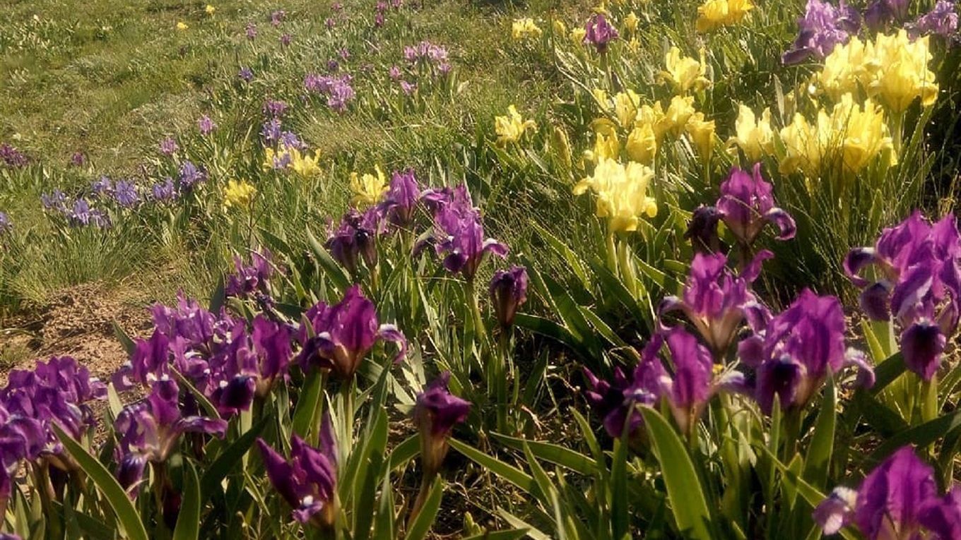 Іриси на Херсонщині Іриси на Херсонщині