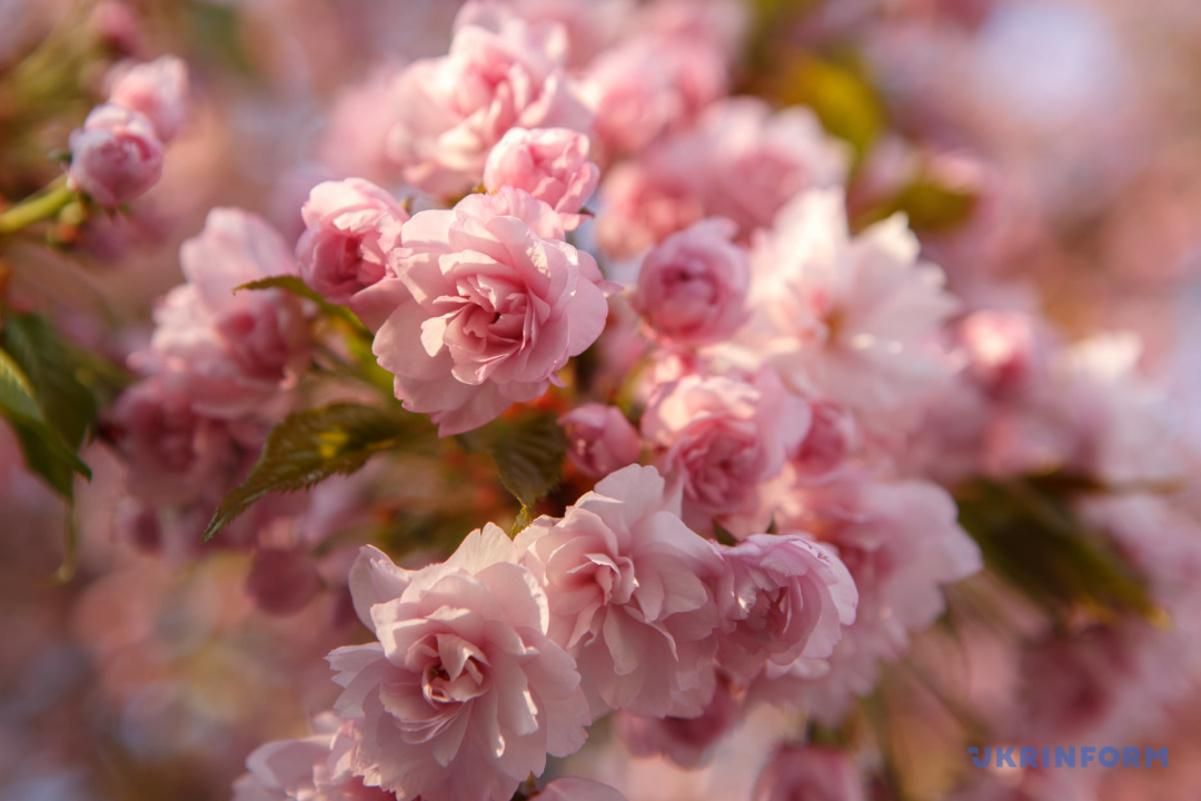 В Ужгороде массово цветут розовые сакуры