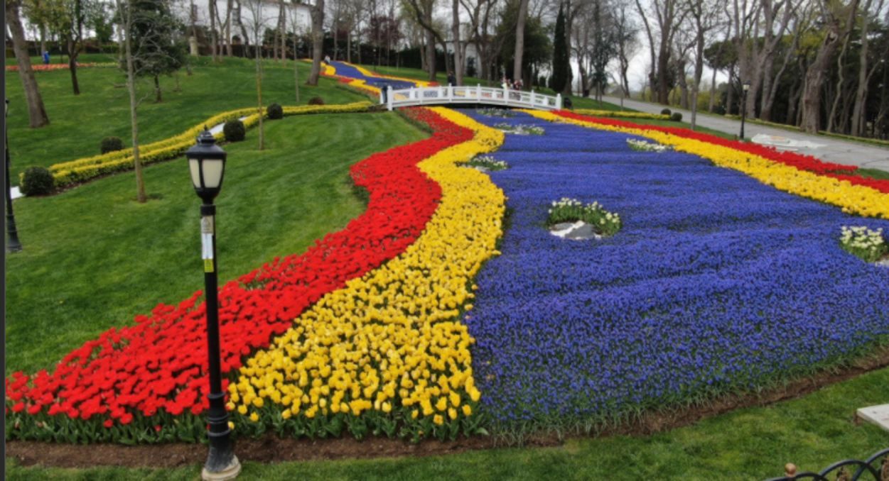 В Стамбуле высадили 8 миллионов тюльпанов В Стамбуле высадили 8 миллионов тюльпанов