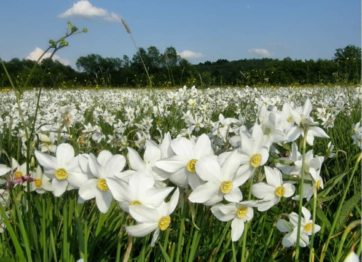 Стало відомо, коли розквітне Долина нарцисів Стало відомо, коли розквітне Долина нарцисів