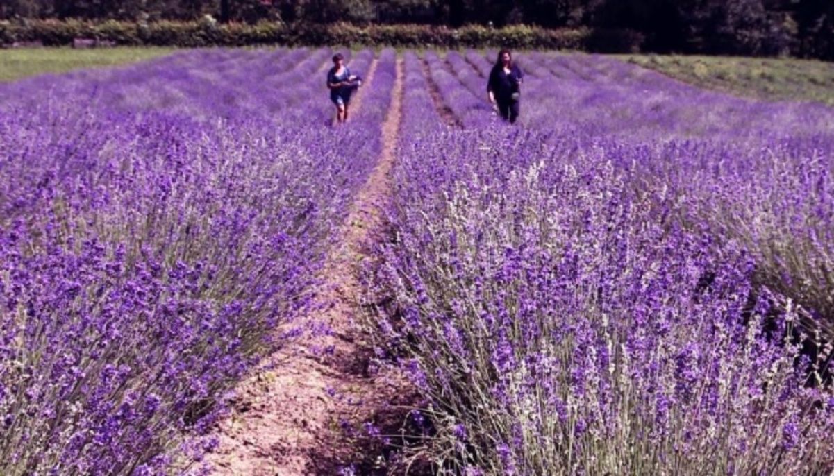 Український Прованс: на Буковині висадили півтора гектара французької лаванди Український Прованс: на Буковині висадили півтора гектара французької лаванди