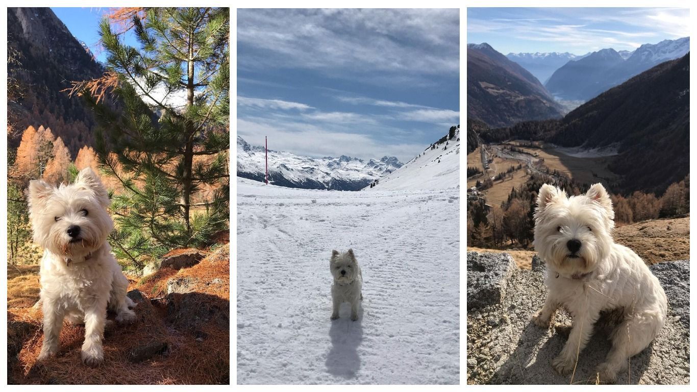Cобака-мандрівниця, яка подорожує більше, ніж деякі люди Cобака-мандрівниця, яка подорожує більше, ніж деякі люди