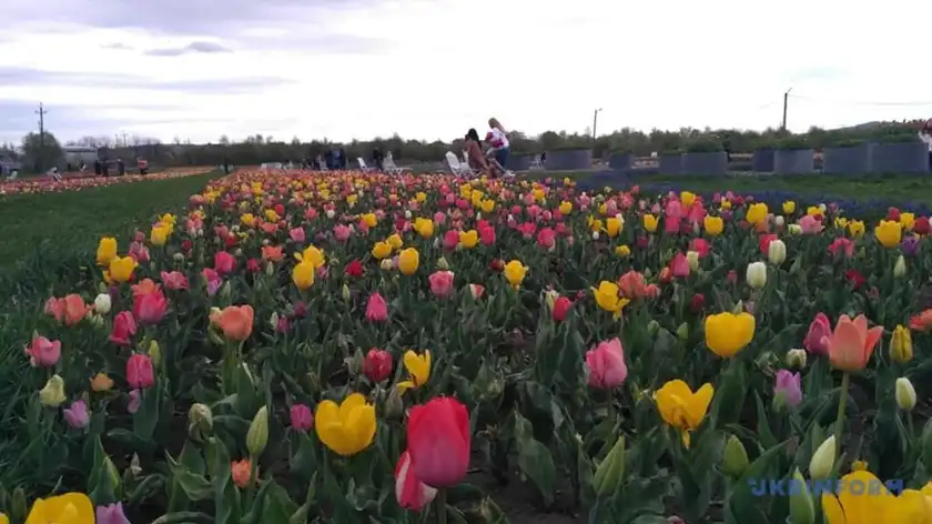 Тюльпанові поля Буковини розквітли