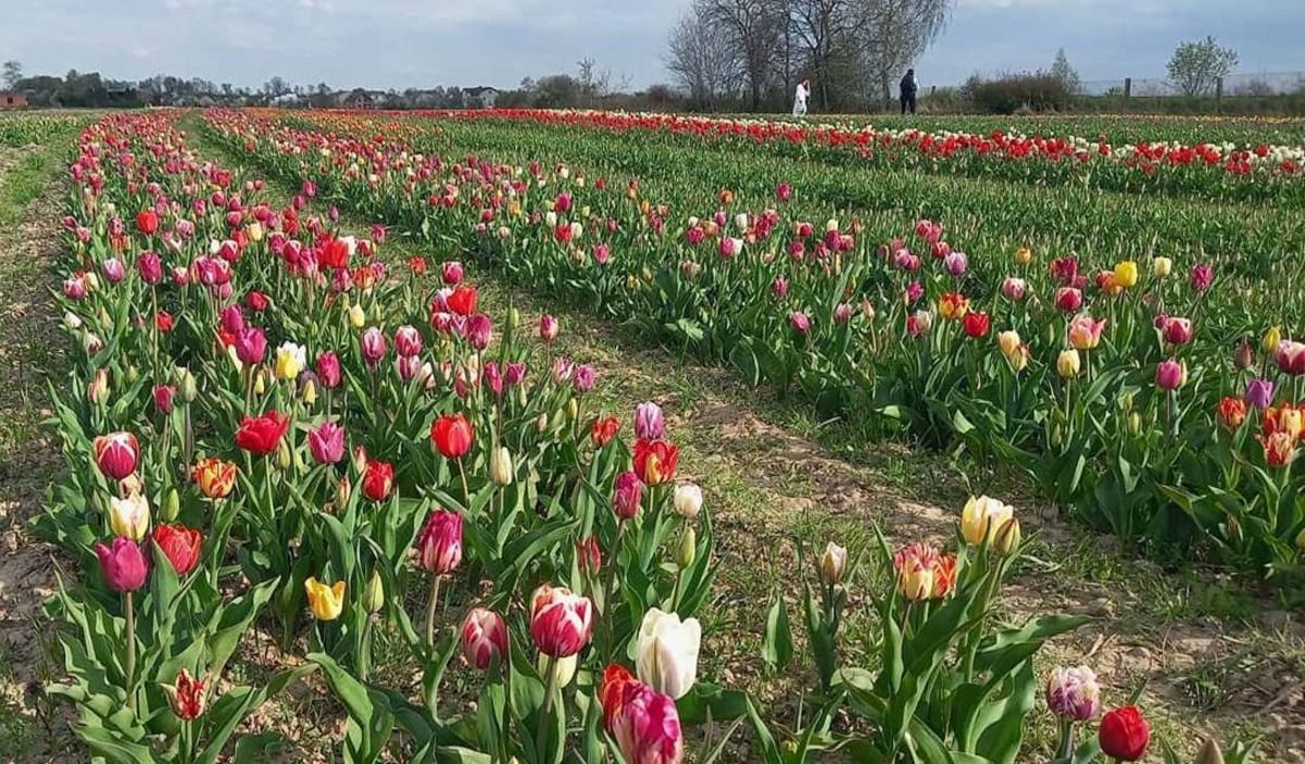 Під Івано-Франківськом розквітло понад 2 мільйони тюльпанів