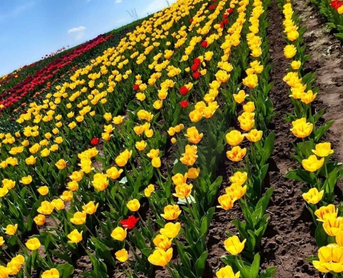 На Хмельнитчине расцвело тюльпаново-нарциссовое поле