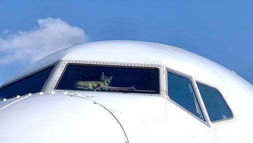 Здійснили посадку через кота, який напав на командира: стюардеса поділилася курйозною історією