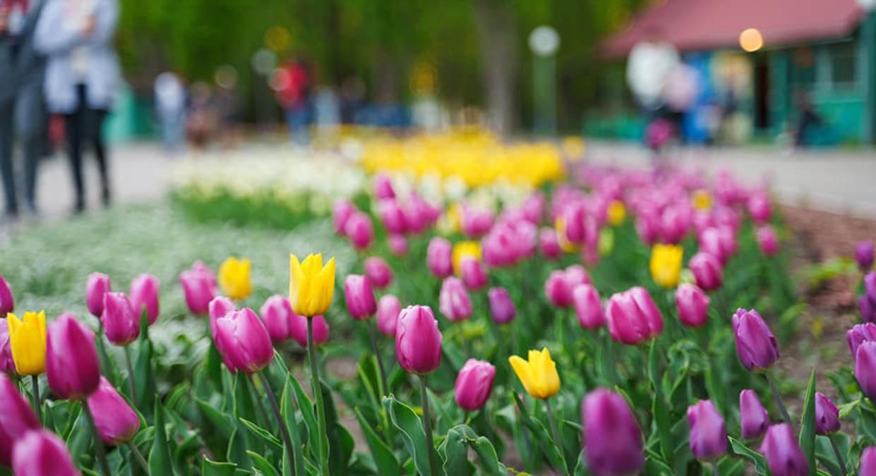 У Вінниці в Центральному парку розквітло 40 тисяч тюльпанів