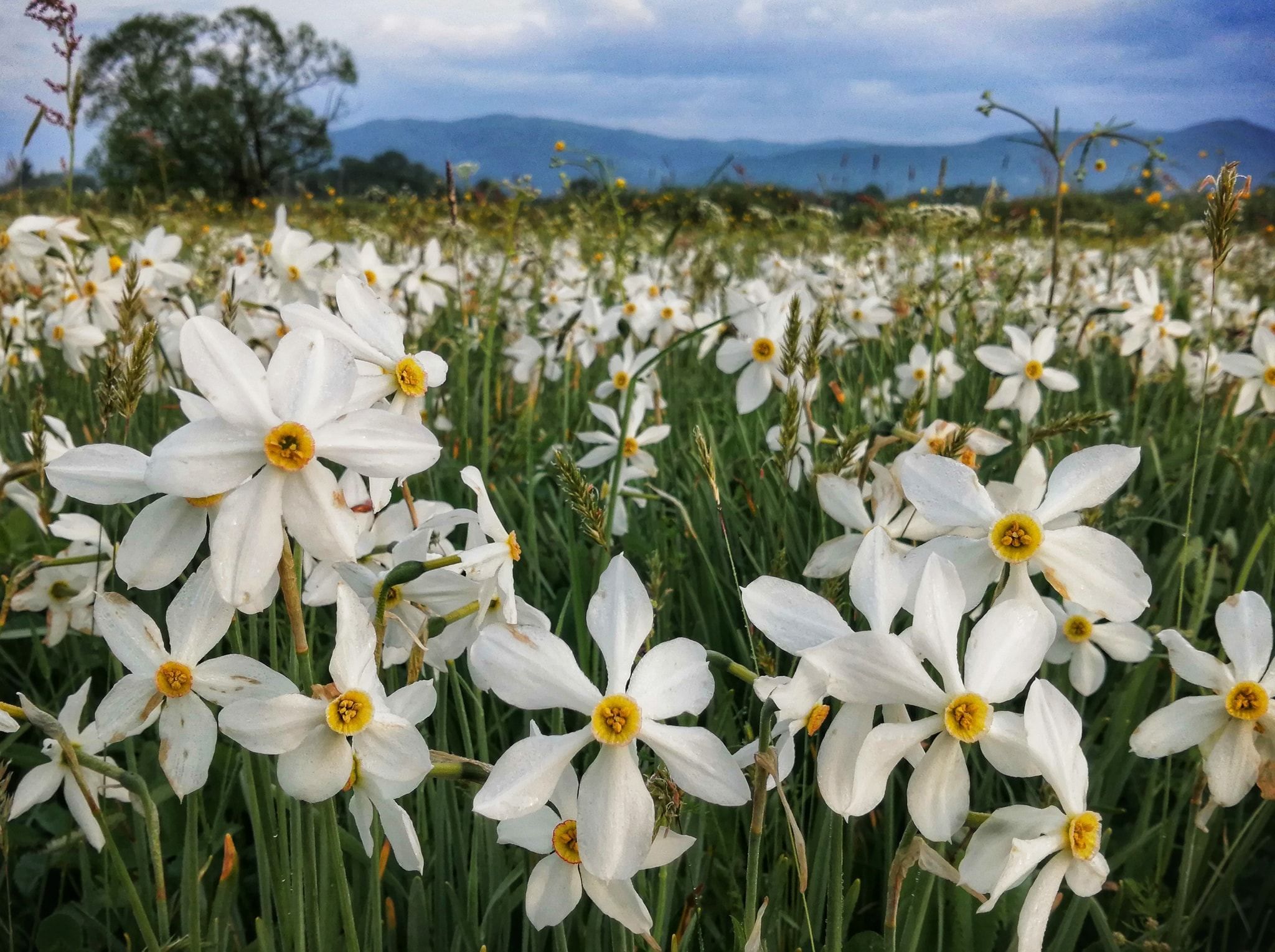 На Закарпатье началось массовое цветение Долины нарциссов На Закарпатье началось массовое цветение Долины нарциссов