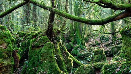 Загадковий Пазлвуд – ліс, що надихнув творців Гаррі Поттера, Володарів перснів і не тільки: фото