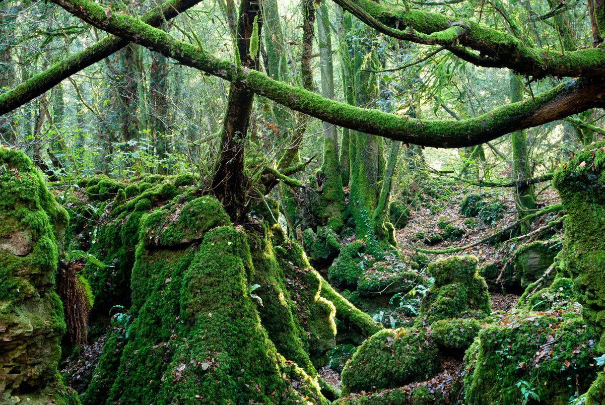 Запрещенный лес из Гарри Поттера Запрещенный лес из Гарри Поттера