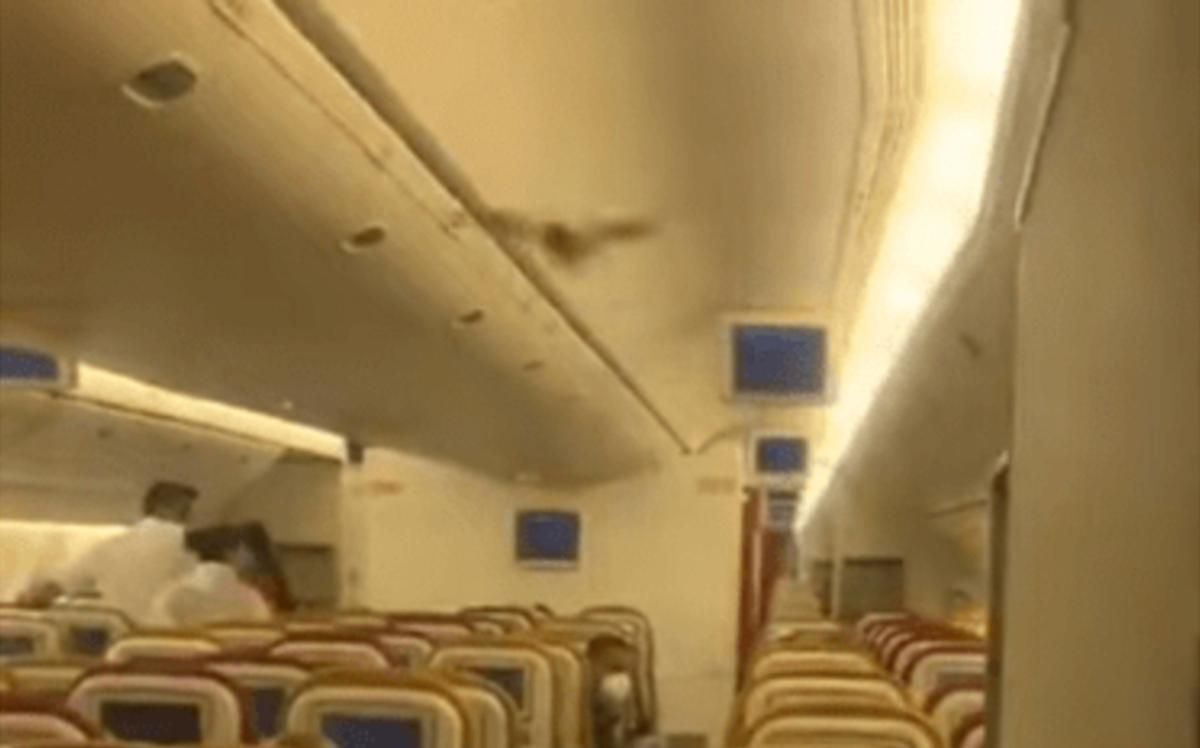 В Индии самолет совершил экстренную посадку из-за летучей мыши