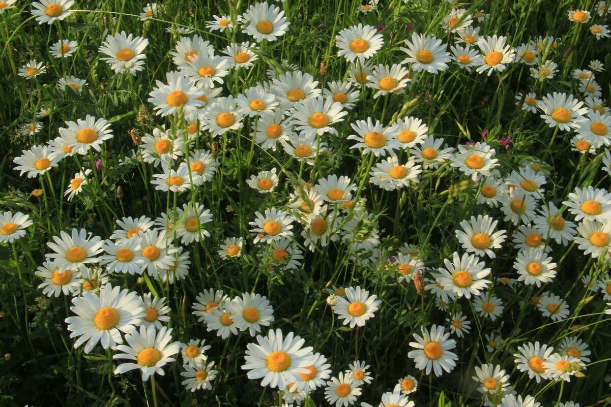 На Днестровском каньоне зацвело огромное ромашковое поле На Днестровском каньоне зацвело огромное ромашковое поле