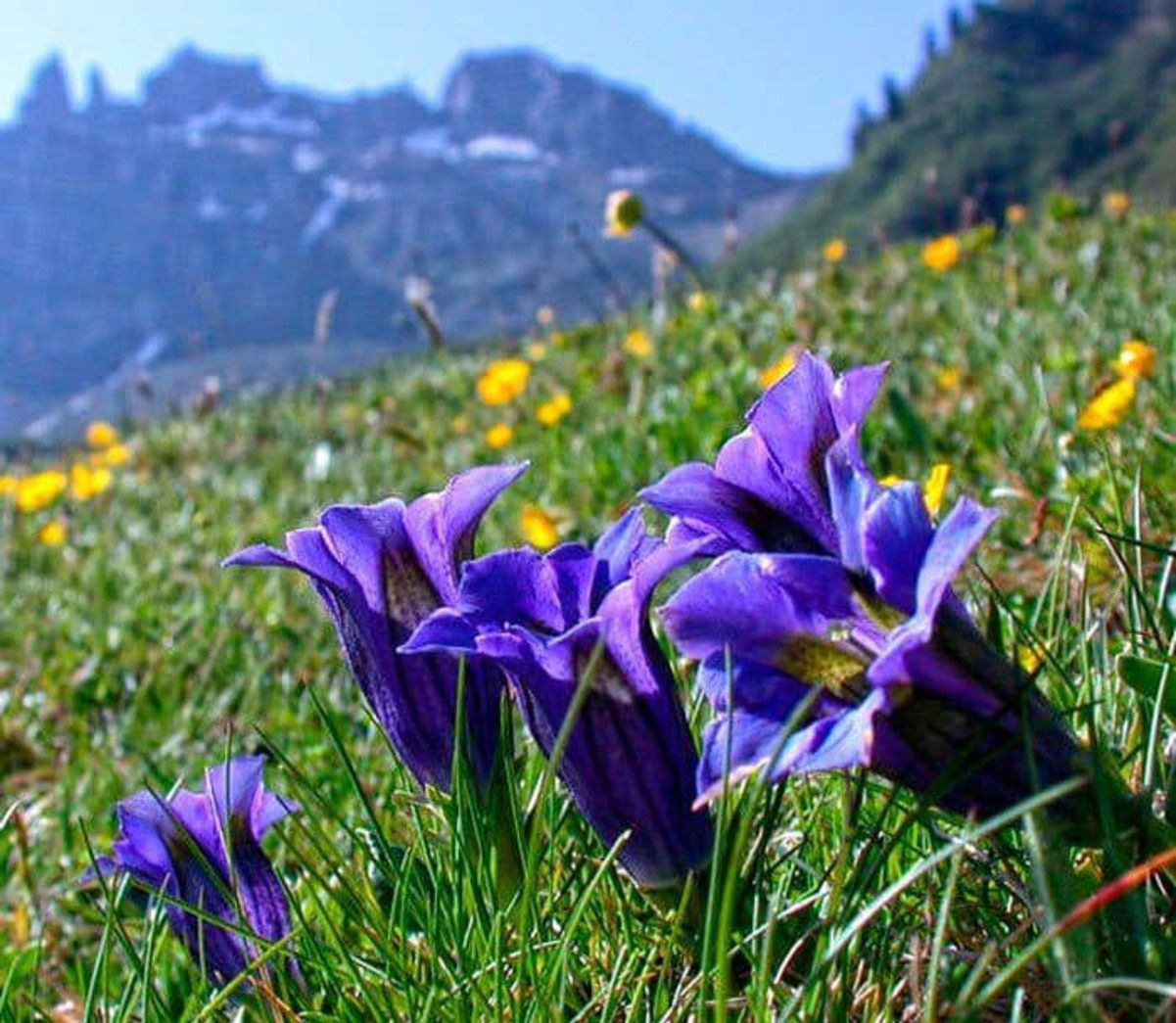 На Закарпатських полонинах масово розквітли нарциси й тирлич На Закарпатських полонинах масово розквітли нарциси й тирлич