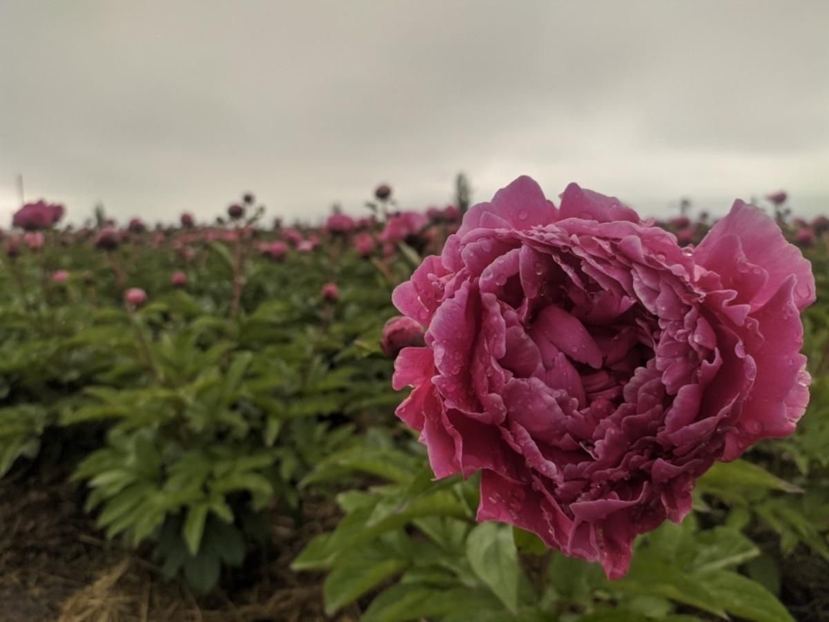 На Буковині розквітло півонієве поле На Буковині розквітло півонієве поле
