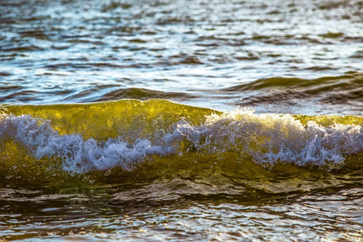 Морські блохи атакують туристів на Азовському морі: відео Морські блохи атакують туристів на Азовському морі: відео