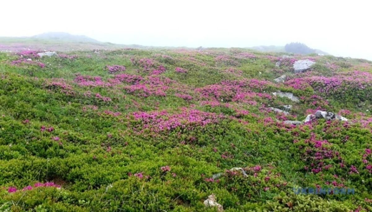 В Карпатах массово зацвела красная рута В Карпатах массово зацвела красная рута