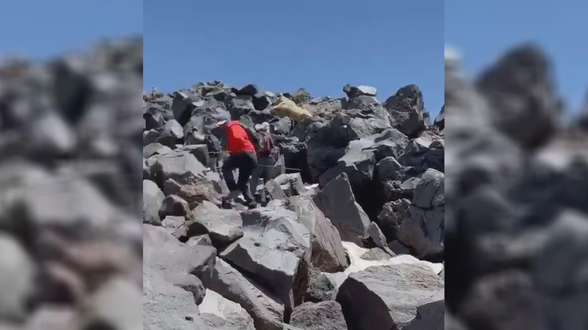 Українські туристи підкорювали Арарат: на них напав ведмідь-альбінос Українські туристи підкорювали Арарат: на них напав ведмідь-альбінос