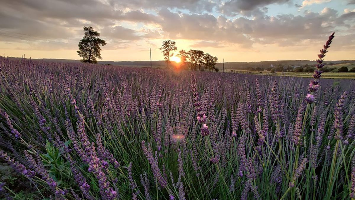 Как во Франции фото лавандового поля на Львовщине очаровало красотой Как во Франции фото лавандового поля на Львовщине очаровало красотой