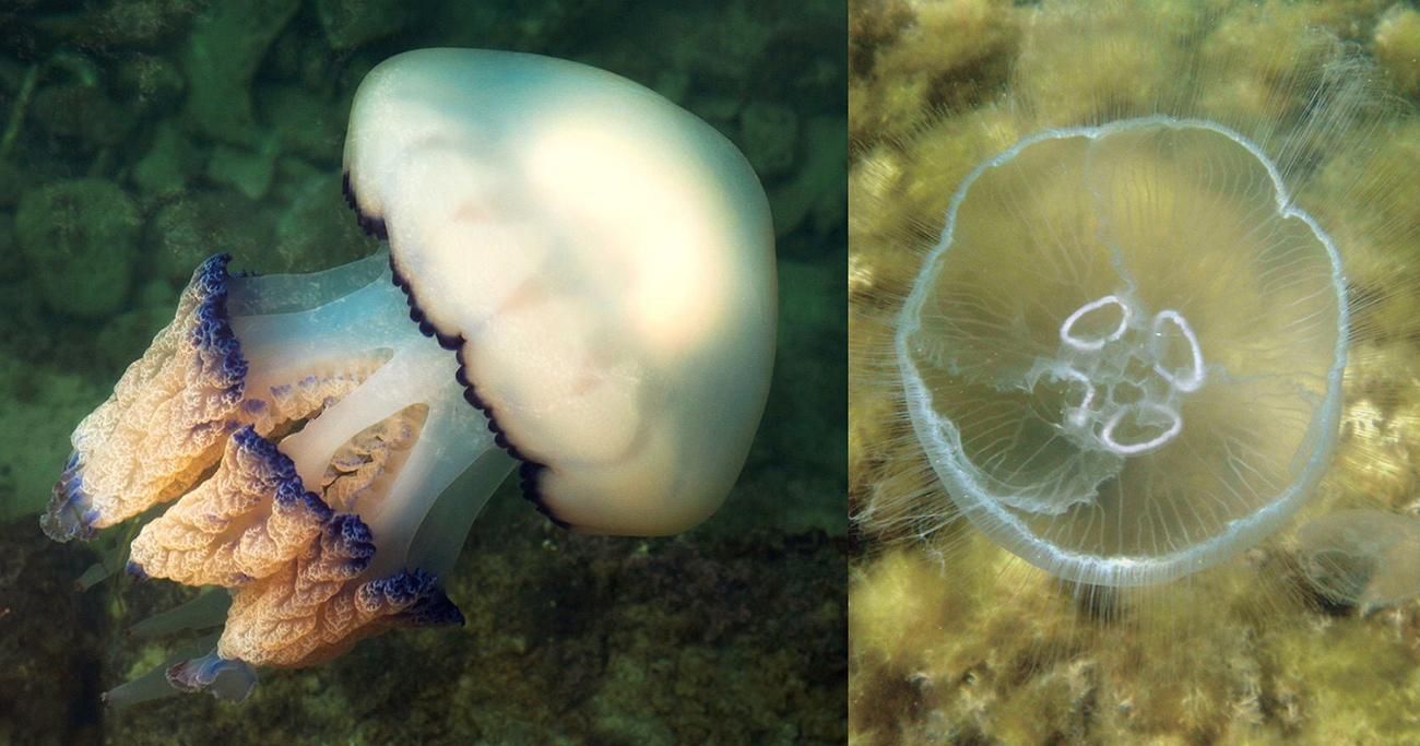 Ученые объясняются нашествия медуз в Азовском море: в чем причина