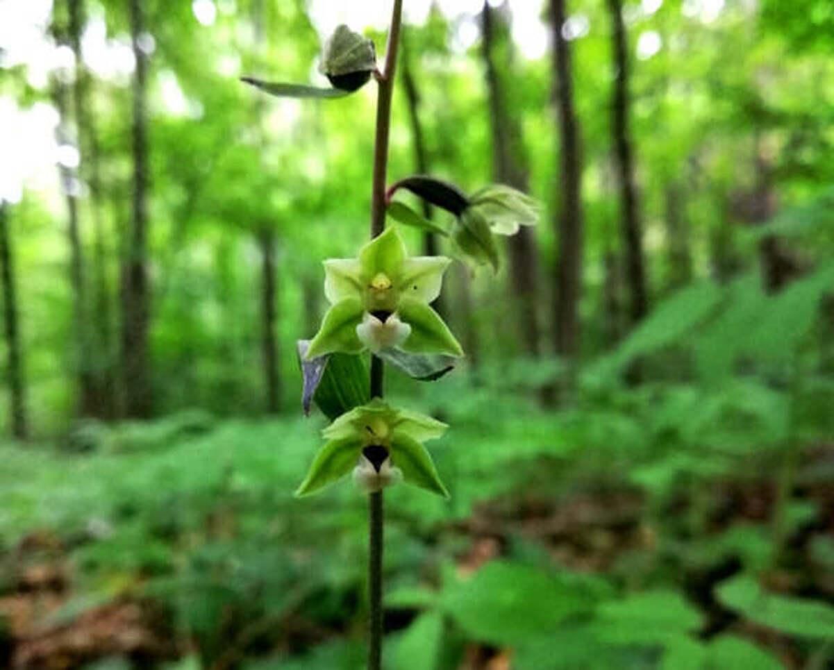 У нацпарку Мале Полісся розквітли червонокнижні орхідеї У нацпарку Мале Полісся розквітли червонокнижні орхідеї